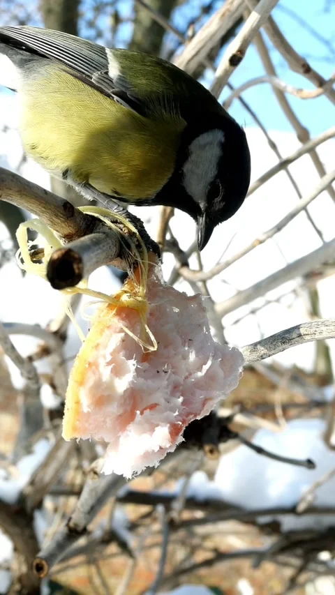 Hungry birds, Great tit or parus major, are pecking lard which hangs from branch Stock Footage 158735762