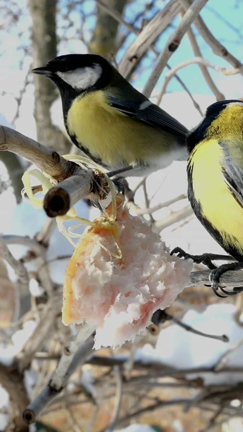 Hungry birds, Great tit or parus major, are pecking lard which hangs from branch Stock Footage 158735832