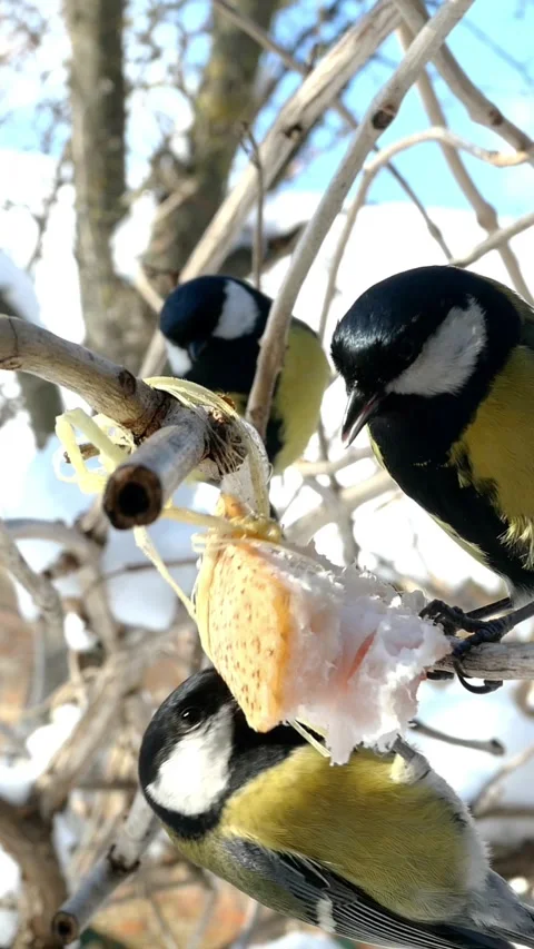 Hungry birds, Great tit or parus major, are pecking lard which hangs from branch Stock Footage 158735865