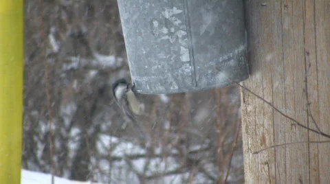 Hungry Black-capped Chickadees continuously eat seeds (High Definition) Video stock 68010