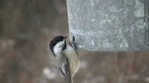 Hungry Black-capped Chickadees continuously eat seeds (High Definition) Stock Footage 68017