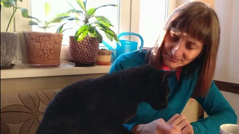 Hungry black cat on the dining table take off with the paw the biscuit Stock Footage 98037473