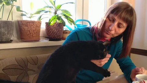 A hungry black cat on the dining table take off with the paw the biscuit Stock Footage 98037535