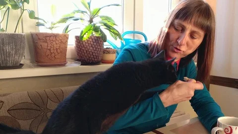 A hungry black cat on the dining table take off with the paw the biscuit Stock Footage 98037616