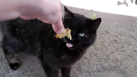 Hungry black cat eating Stock Footage 293155677