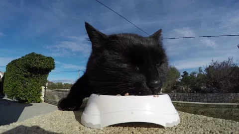 Hungry black cat Stock Footage 144873485