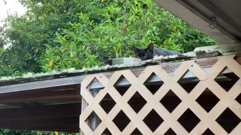 Hungry Black cat on the roof eats food Video stock 164253585