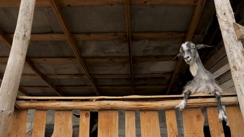 Hungry black goat eats grass from kids hands. Boy at the zoo feeding hungry goat Stock Footage 116498172