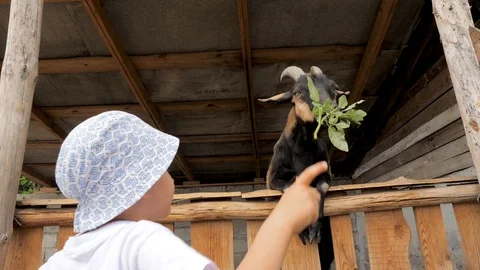 Hungry black goat eats grass from kids hands. Boy at the zoo. Feeding hungry Stock Footage 117603939