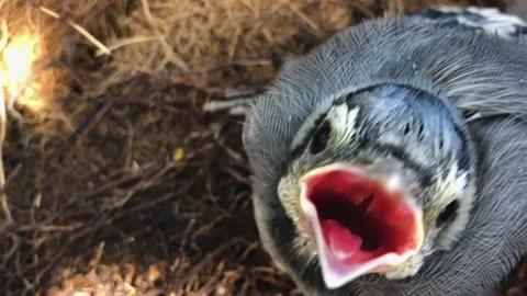 Hungry Blue Jay Chick Calls for Parents Stock Footage 136431248