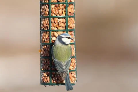 Hungry blue tit on bird feeder, foraging for peanuts ( Cyanistes caeruleus ) Stock Photos