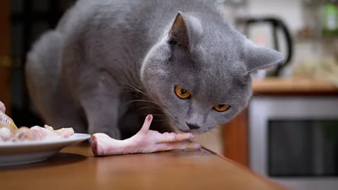 Hungry British Cat Sit on Table Gnaws, Bites Chicken Paws. Pet Steals Food Vídeo Stock 146228379