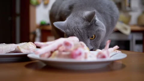 Hungry British Cat on Table Gnaws, Bites Chicken Paws. Pet Steals Food. 180fps Vídeo Stock 146924140