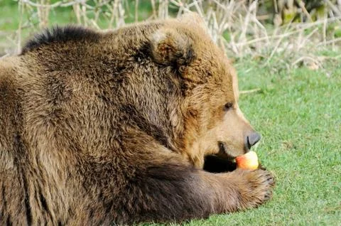 Hungry brown bear Stock Photos