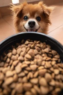 Hungry brown dog with bucket of dog food pellet Stock Photos