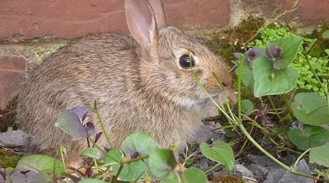 Hungry Bunny 1 Stock Footage 64345134