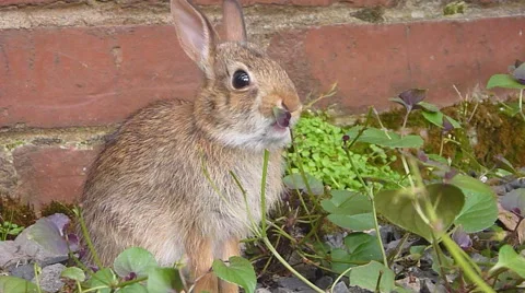 Hungry Bunny 2 Stock Footage 64346043