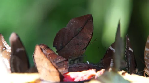 Hungry Butterfly Stock Footage 35479435