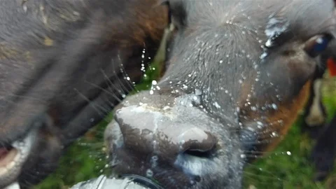 Hungry calves 2 Stock Footage 86280196