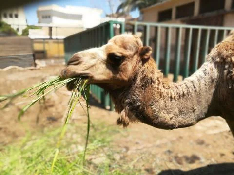 Hungry camel eats raw grass Stock Photos