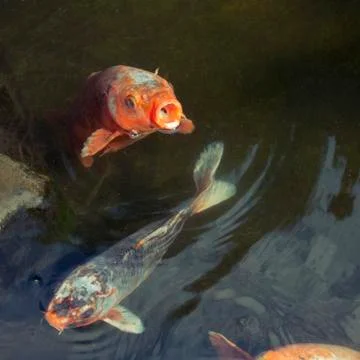 Hungry carp fish Stock Photos
