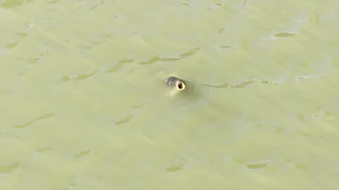 Hungry carp gulping at water surface detail Stock Footage 336815352
