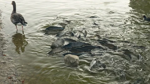 Hungry carp swarm and feed at the pond shore in Rosenborg Park in Copenhagen Stock Footage 344431037