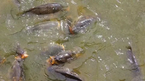 Hungry carps Video stock 10880277