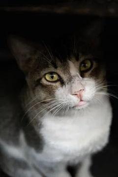 Hungry cat close up Stock Photos