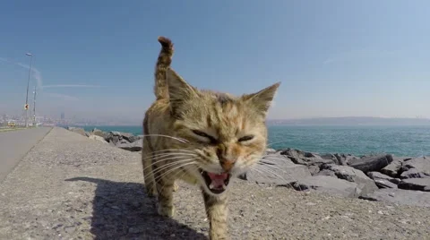 Hungry cat comes to camcorder 스톡 동영상 49878366