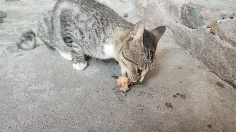 A hungry cat devours a chicken bone eagerly on the floor Video stock 260352996