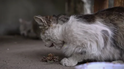 Hungry Cat Devours Food in the Shade Stock Footage 276104103