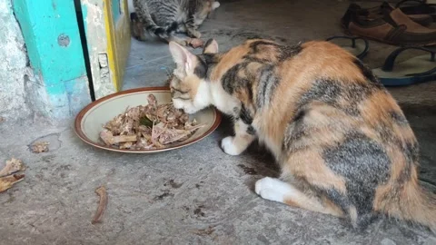 A hungry cat devours a meaty bone with intense focus and delight, Stock Footage 260352997