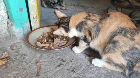 A hungry cat devours a meaty bone with intense focus and delight, Stock Footage 260353081