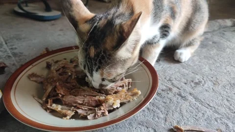 A hungry cat devours a meaty bone with intense focus and delight, Stock Footage 260353117