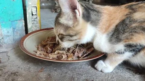 A hungry cat devours a meaty bone with intense focus and delight, Stock Footage 260353130
