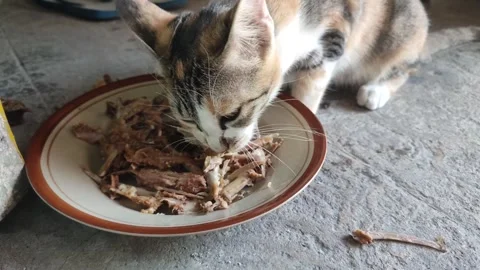 A hungry cat devours a meaty bone with intense focus and delight, Stock Footage 260353164