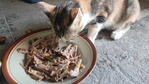 A hungry cat eagerly devours a bone on a plate, Stock Footage 260353099