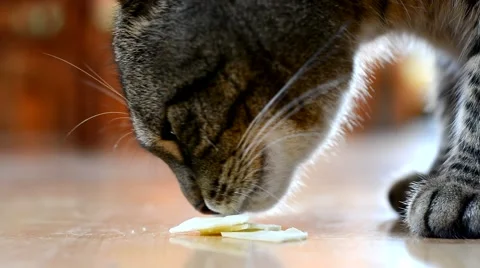 Hungry cat eating cheese in the kitchen Stock Footage 46568540