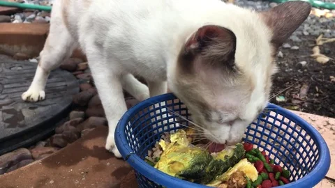 Hungry cat eating fish Video stock 75617930