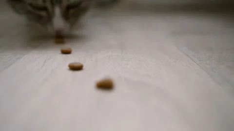 The hungry cat eats. Advertising cat food.  Eating food. Видео 151614456