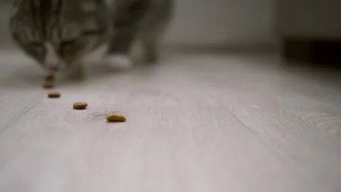The hungry cat eats. Advertising cat food.  Eating food. Stock Footage 151614508