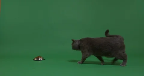 Hungry cat Stock Footage 102955953