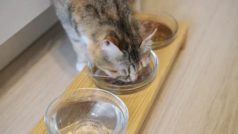 Hungry Cat Lapping Wet Food From Bowl In Near View Vidéo 335734026