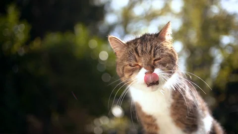 Hungry cat licking Stock Footage 128701261