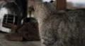 Hungry cat looking for food on wooden table at military camp, history museum HD Footage