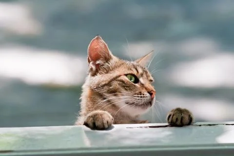 Hungry cat looking into window 스톡 사진