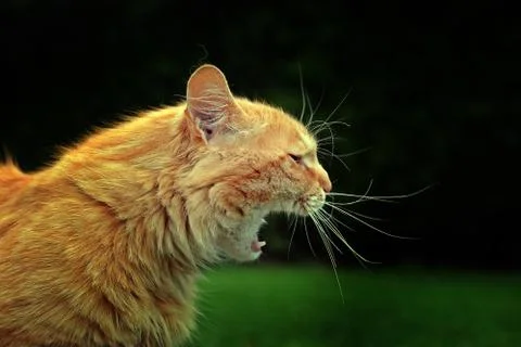 Hungry cat Stock Photos