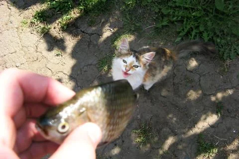 Hungry Cat. Stock Photos