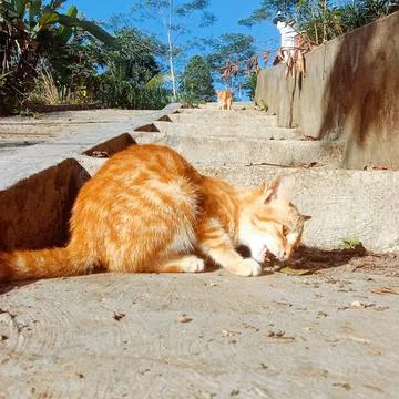 Hungry cat Stock Photos
